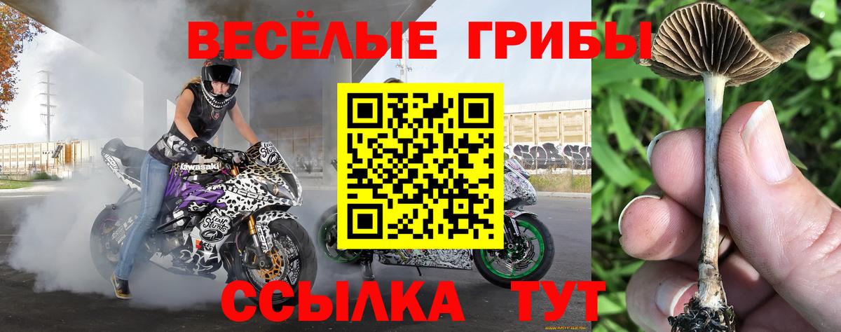 купить наркотики сайты  Галлюциногенные грибы MAGIC MUSHROOMS  Ярцево  Вход с VPN  Галлюциногенные грибы ЛСД 